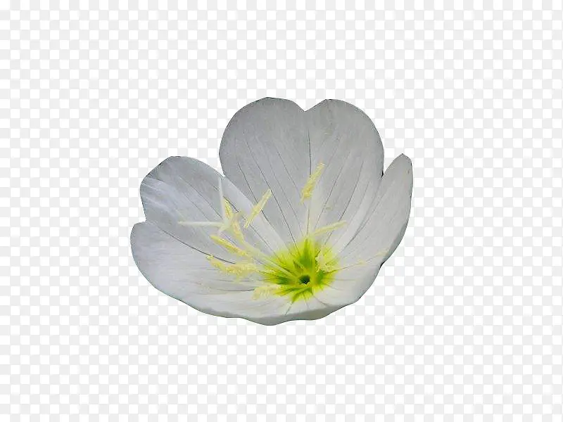 һ���ɫ�¼���ͼƬ�ز�-������