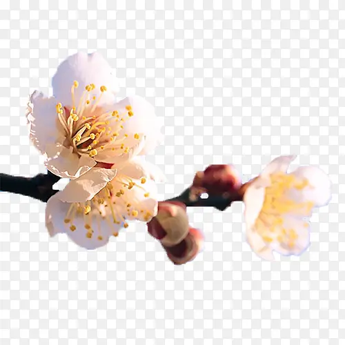 ��ɫ����ͼƬ-������