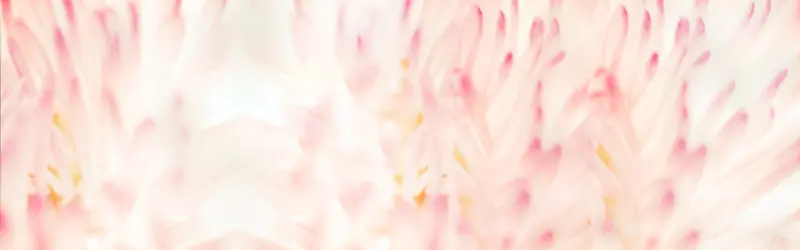 ���걳��-������