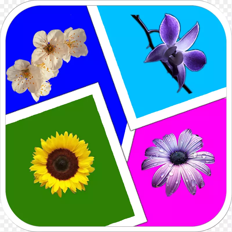 ����ֲ�ﻨ����-Venkateswara-������