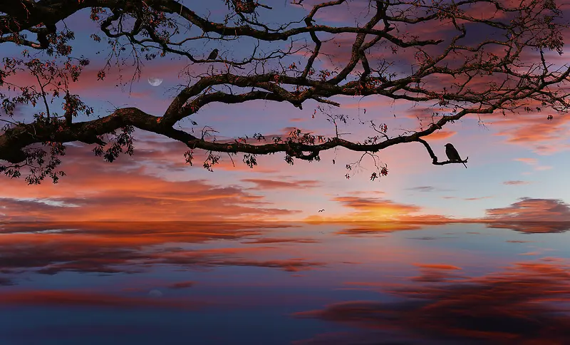 ��֦�����ƶ����-������