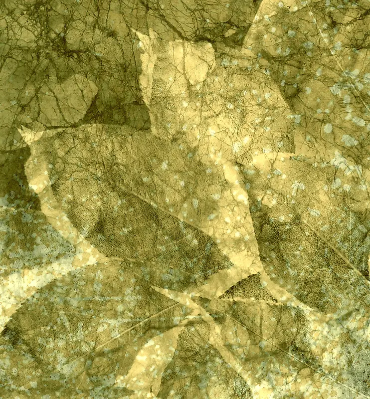 ����������Ҷ����-������