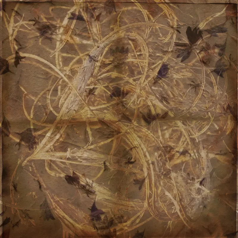 ֲ��Ҷ�ӱ���-������