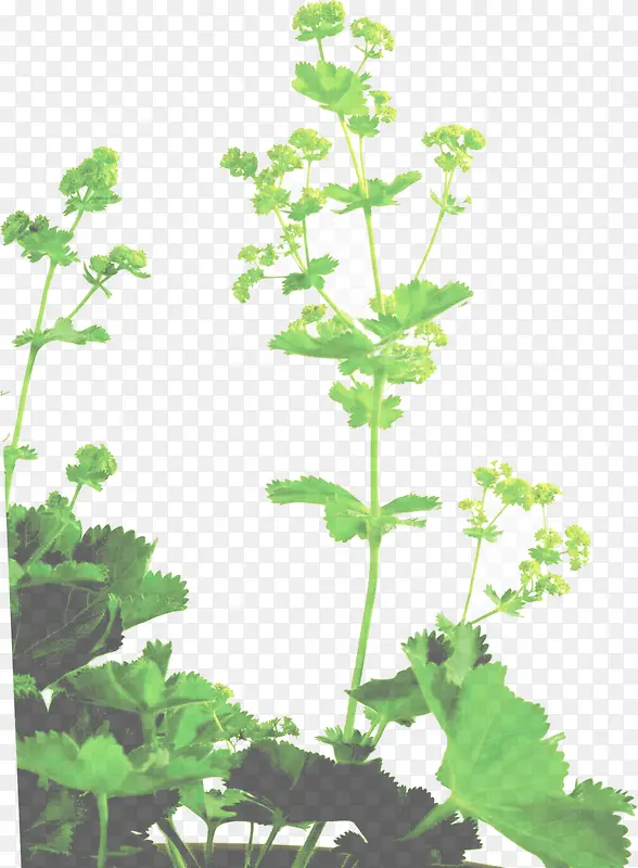 ��ɫ��Ȼ���������߲�-������