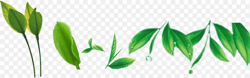 ��Ҷ ���Ļ�-������