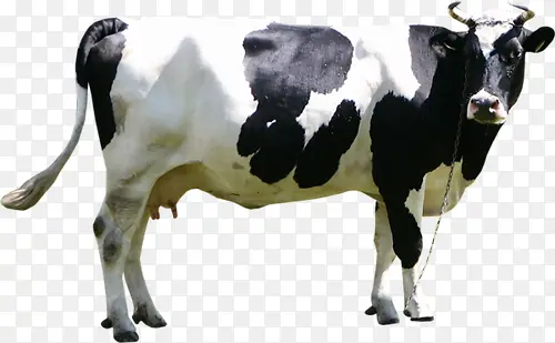 ��ţ����-������