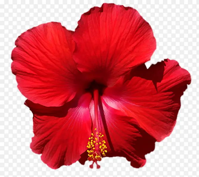 ��ɫ��haul-������