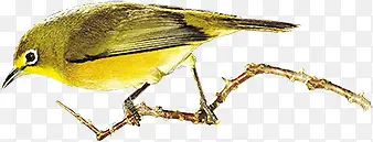 �ֻ���ʽС����֦-������