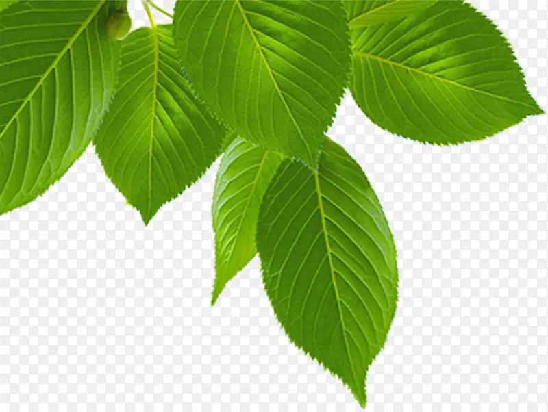 �ֻ洺����Ȼ��Ҷ��֦װ��-������