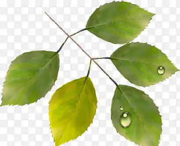 �ֻ���Ҷʱ�кؿ�-������