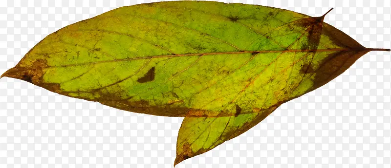 �ֻ���Ҷ�廭�ز�-������