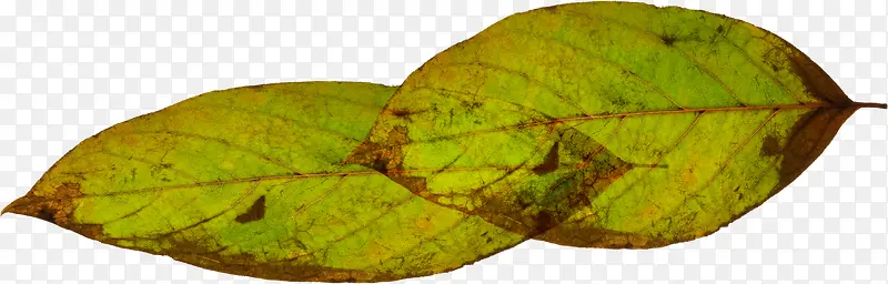 �ֻ���Ҷ�廭����-������