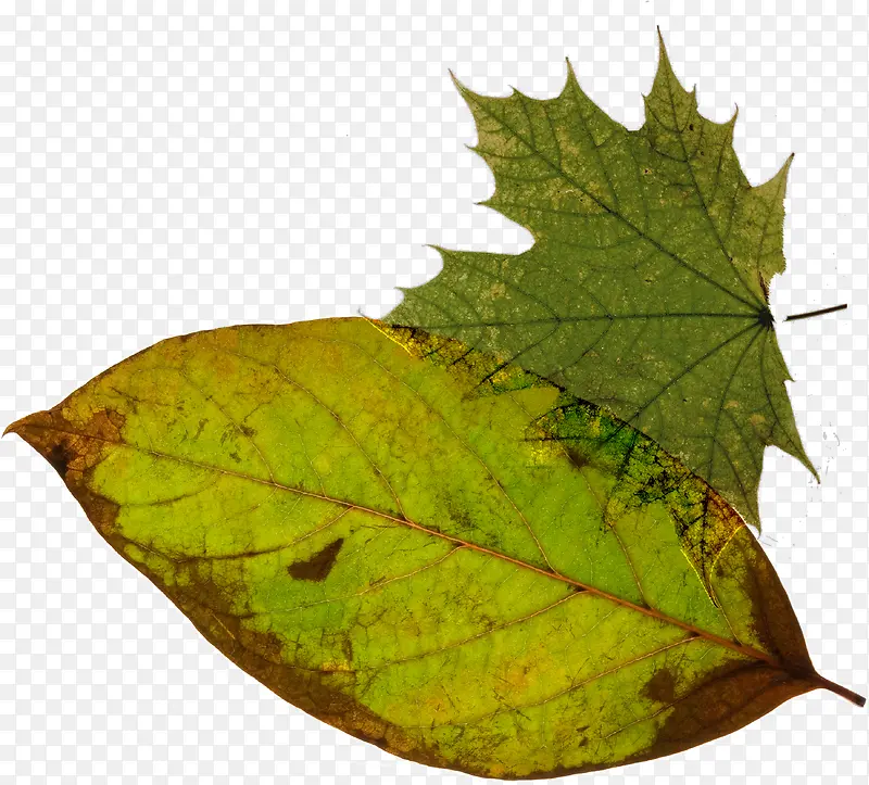 �ֻ���Ҷ�廭չ��-������