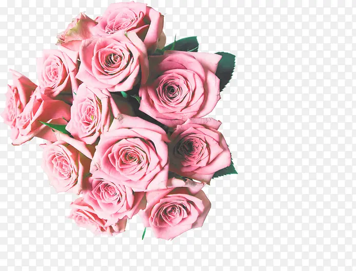 ������Ӱ�ֻ滨����Ҷ-������