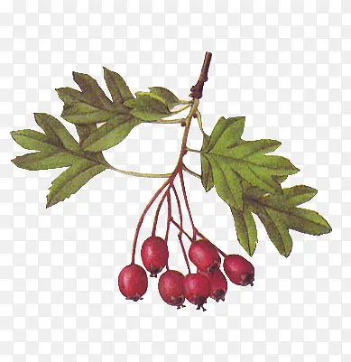 �ֻ���Ҷ����ˮ��-������