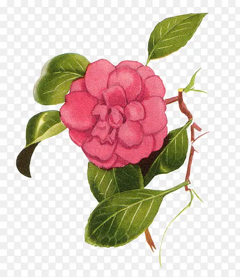 �ֻ��ɫ������Ҷ��֦-������