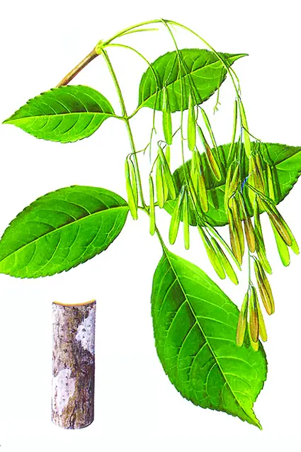 �ֻ���Ҷ��֦װ��-������