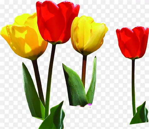 �ֻ滨����Ҷ��ɫ-������