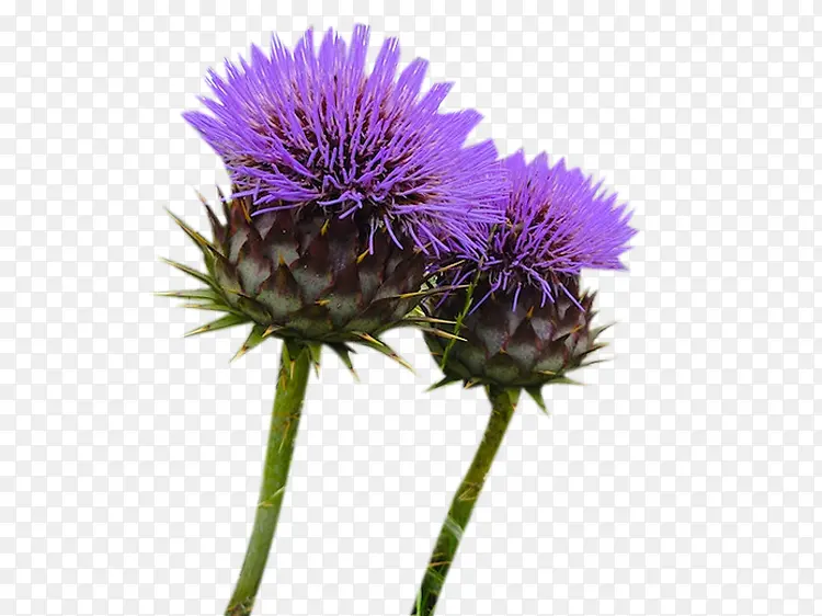 �����̼��ݻ���ͼƬ�ز�-������