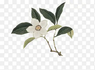 ��ɫС����Ҷ�ֻ�-������