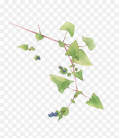 ˮ���ֻ���Ҷ-������