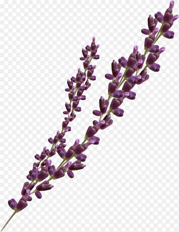 ޹�²ݻ��Ƕ�-������