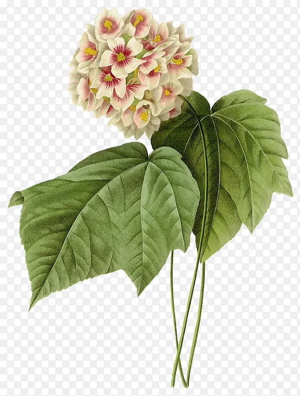 ��Ҷ��ɫ�ֻ�ˮ��-������