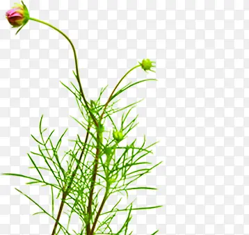 ��ɫΨ����������-������