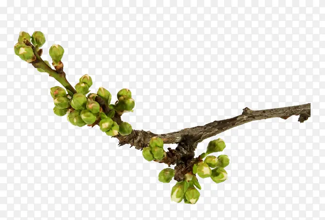 ���͸������֦�̻���-������