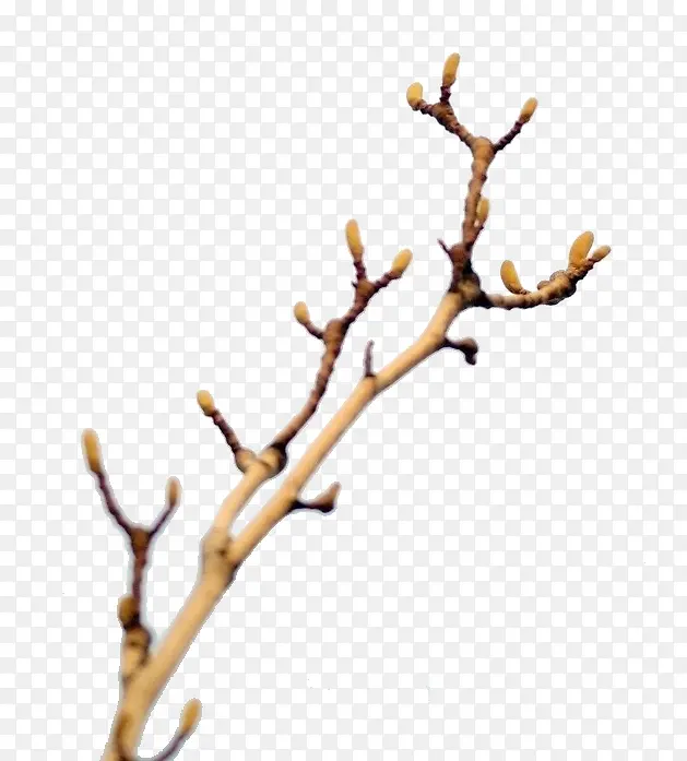 ������֦-������