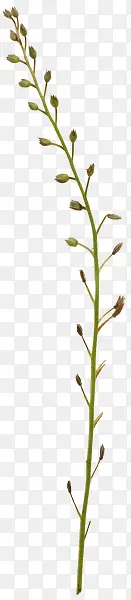 С��-������