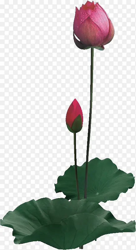 ��Ҷ�����ز�png�ز�-������