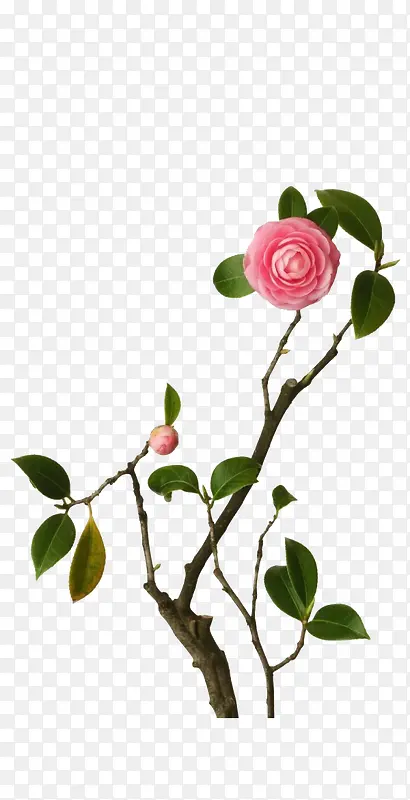 ���� �� ��Ҷ ��֦png�ز�-������