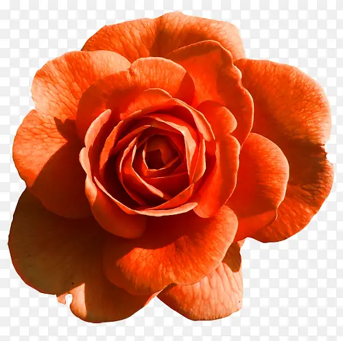 ʢ����ɫĵ����������-������