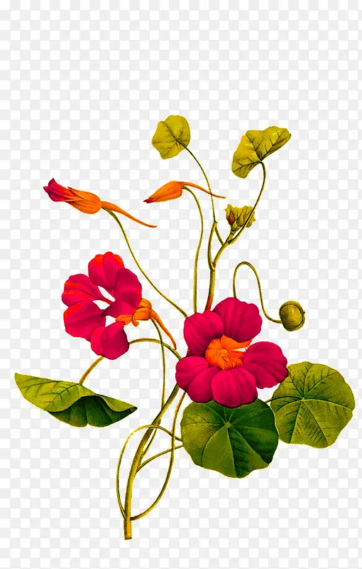 �ֻ�ֲ�ﻨ��-������