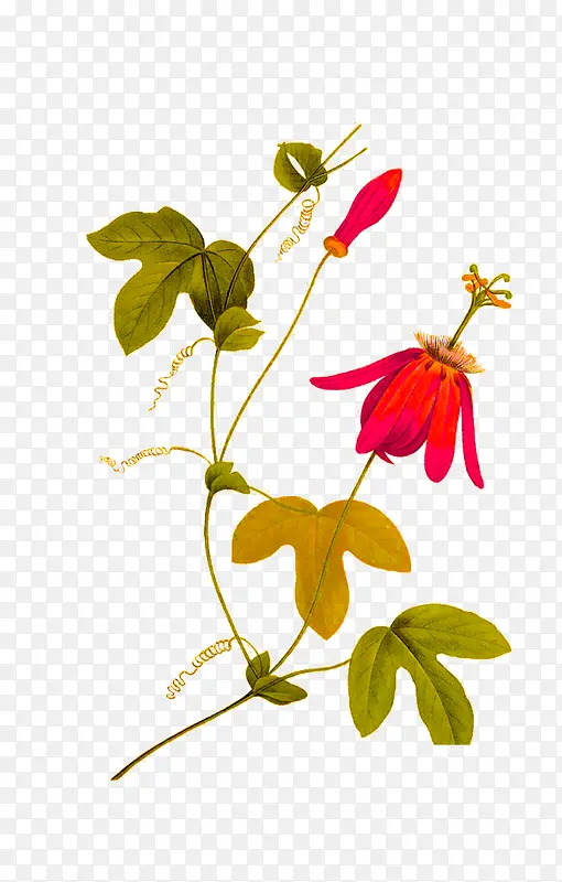 �ֻ�ֲ�ﻨ��-������