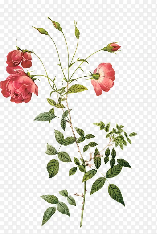 �ֻ�ֲ�ﻨ��-������