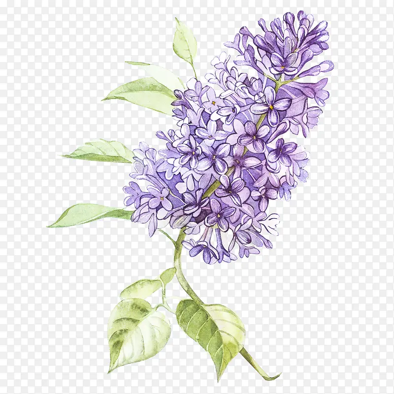 ޹�²ݻ���-������