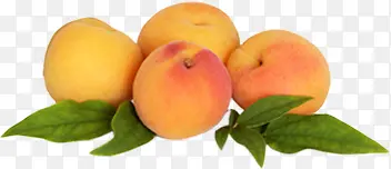 �����ɫˮ����Ҷ-������