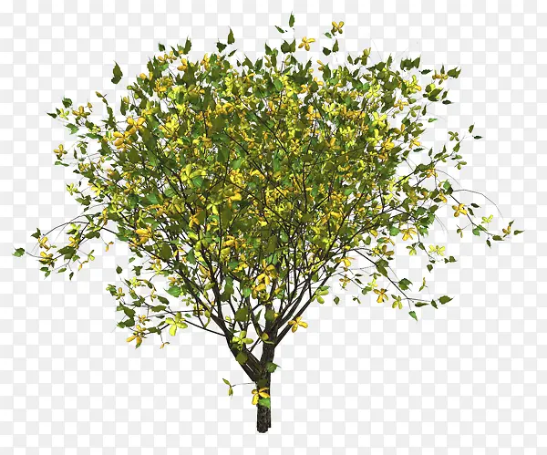 ��ɫС����Ҷ����-������