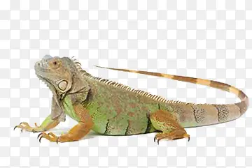 ��ɫ��ɫ��-������