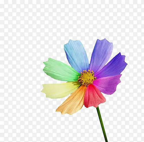 ��ɫ��-������