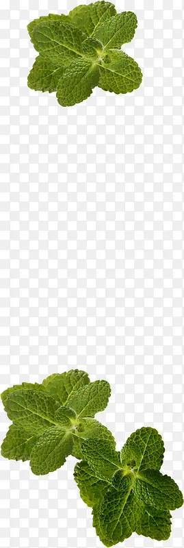 ��ɫ��㴴����Ҷ-������