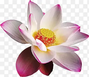 ��ɫ���źɻ�ͼ-������