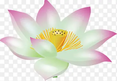 ��ɫʢ���ĺɻ�-������