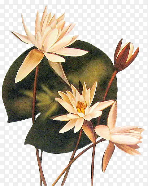 ��ɫ���������ֻ�-������