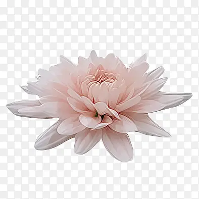 ��ɫΨ����������-������