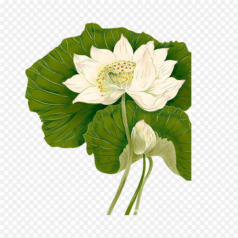 ��ɫ�����ֻ�-������