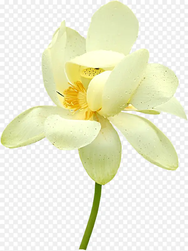 ��ɫ��������-������