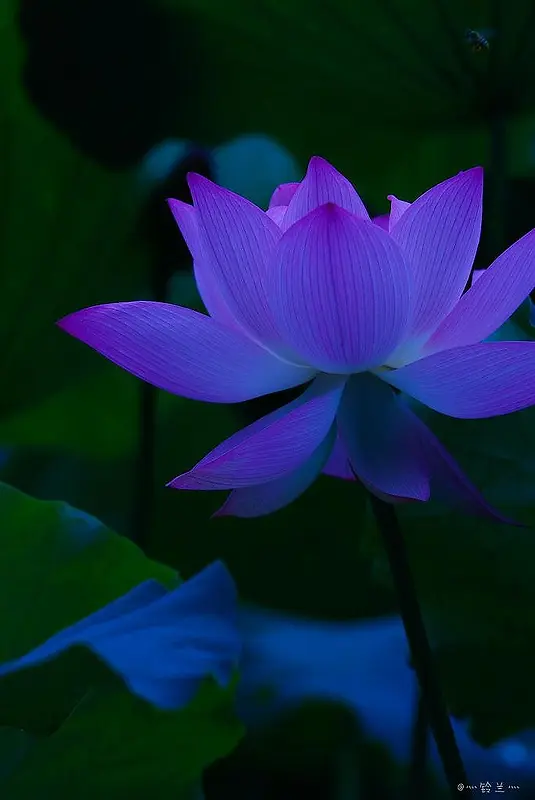 ��ɫ���غɻ���Ӱ-������